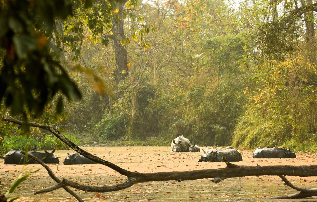 Hotel Flycatcher Chitwan- A Jungle Safari Home Sauraha Zewnętrze zdjęcie